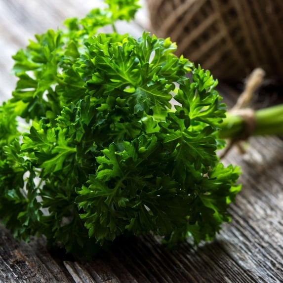 Parsley, Forest Green - .25 Oz ~375 Seeds Packet - Culinary Herb Garden & Microgreens Seeds - Non-GMO, Heirloom