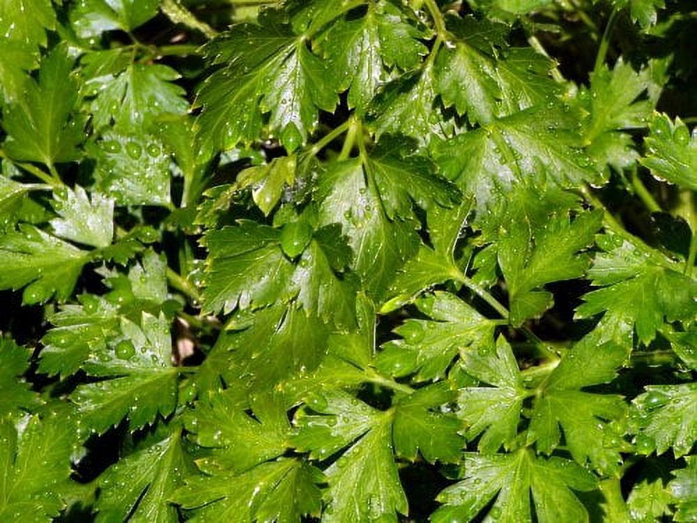 Parsley Italian Flat Leaf Dark Green Great Garden Herb by Seed Kingdom Bulk 1 Lb Seeds