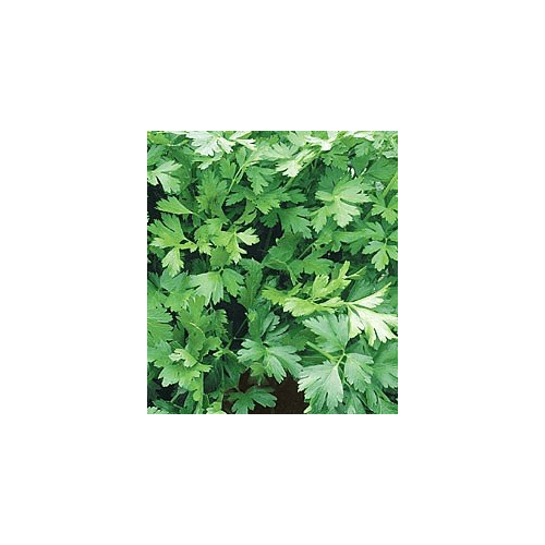 Parsley Italian Flat Leaf Dark Green Great Garden Herb by Seed Kingdom Bulk 5 Lb Seeds