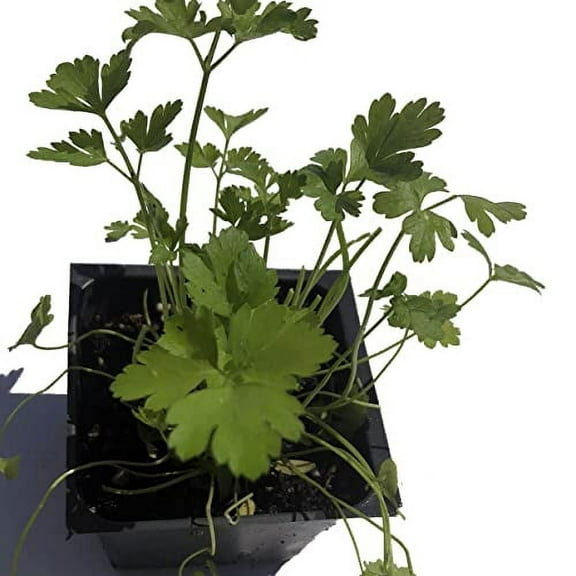 Parsley, Italian, Flat-leaved Plant, (Petroselenium crispum) 2.5 inch pot