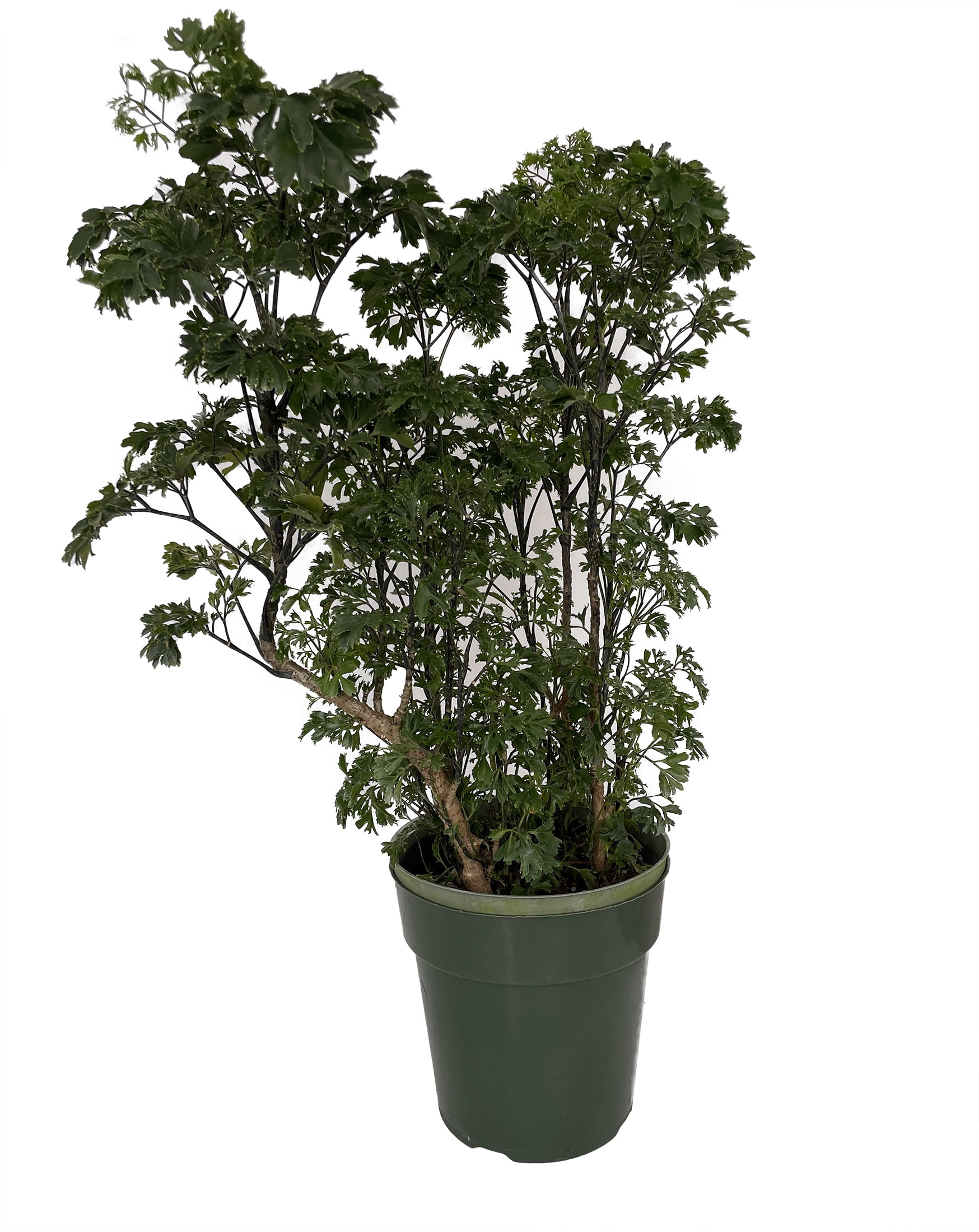 ParsleyLeaf Japanese Ming Aralia Tree Plant Polyscias 6" Pot