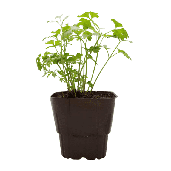 Parsley Live Plant in 3.5 Inches Pot, Herbs Plants Live, 4 - 7 Inches, Fragrant and Edible Herb for Outdoor Indoor Growing
