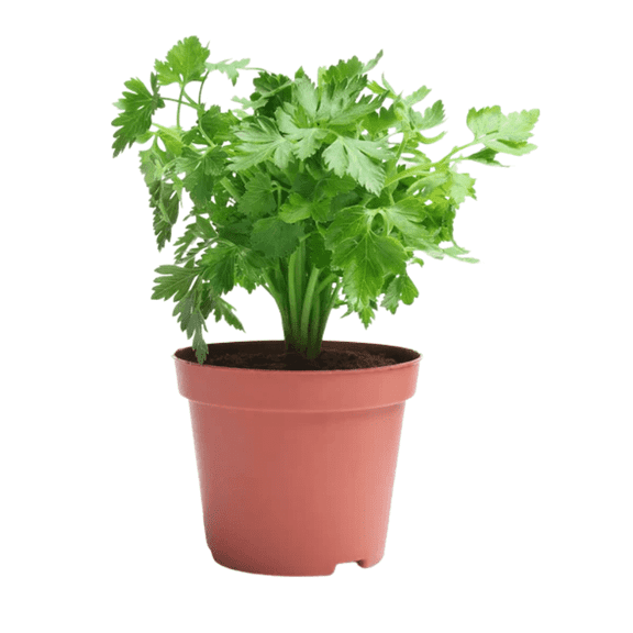 Parsley Plant Live, Herb Plants Live in Pot, 4 to 7 Inches Tall, Ready to Grow in Containers, 3.5 Inches Pot