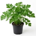 thumbnail image 1 of Parsley Plant Live for Planting, 3 Inch Pot, Live Parsley Plant, Planting in Containers, Home Garden, 1 of 6