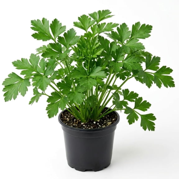 Parsley Plant Live for Planting, 3 Inch Pot, Live Parsley Plant, Planting in Containers, Home Garden