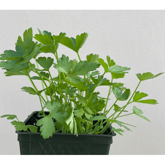 Parsley Plant Live for Planting, Italian Parsley Herb Plant 3.5 Inch Pot, utdoor Vegetable Plant Bareroot, Indoor Outdoor Plant