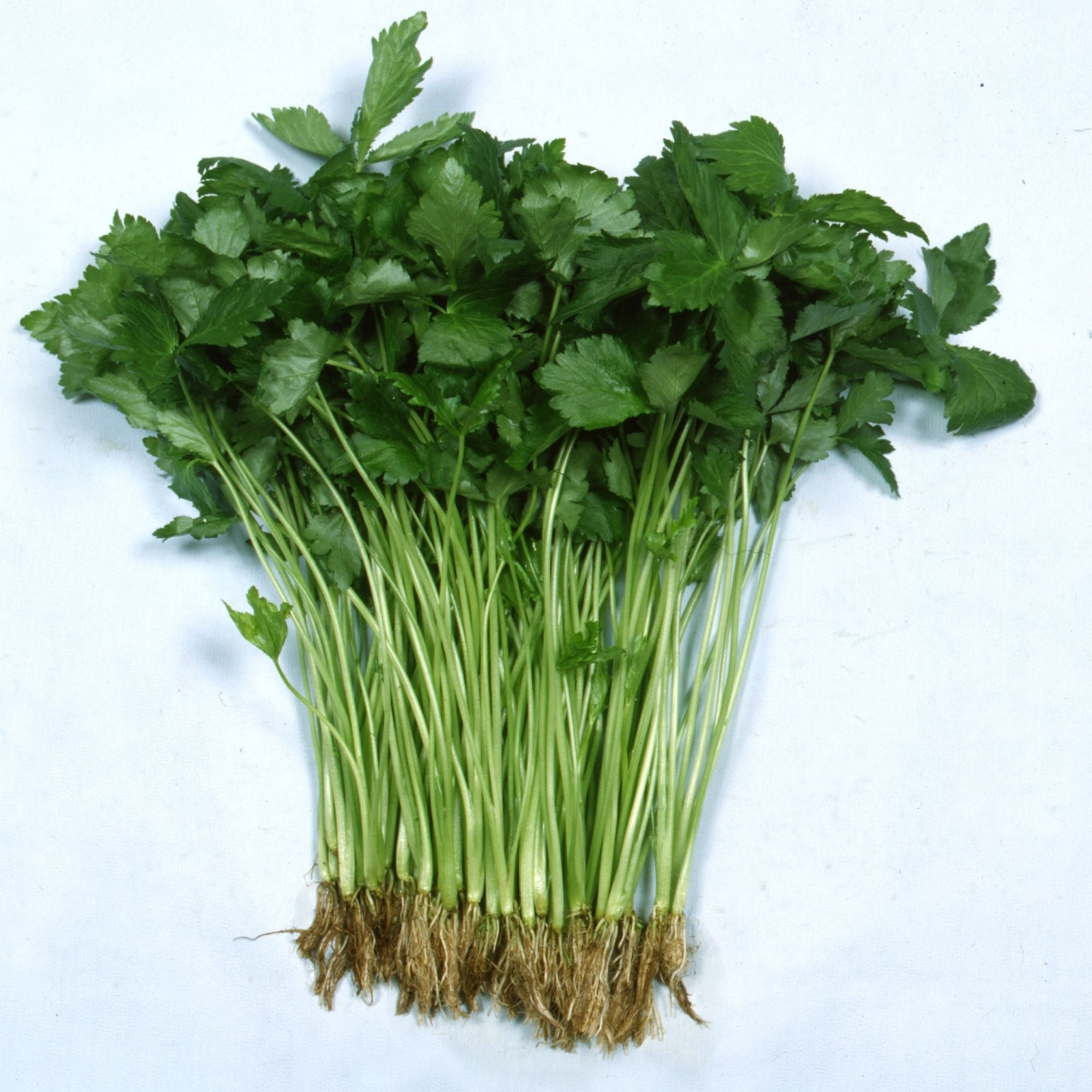 Parsley Seeds - Japanese - Mitsuba - 4 Oz ~50000 Seeds - Non-GMO, Heirloom - Microgreens & Asian Herb Gardening