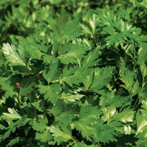 Parsley Seeds - Peione Untreated Non-GMO Variety Parsley Seeds - Non-GMO - 50 Seeds