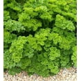 thumbnail image 1 of Parsley Triple Moss Curled Seeds/ Annual/ Full Sun/ 16K Seeds 1 oz/ Zellajake Farm and Garden - B59, 1 of 5