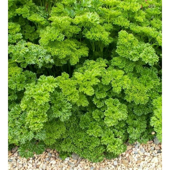 Parsley Triple Moss Curled Seeds/ Annual/ Full Sun/ 16K Seeds 1 oz/ Zellajake Farm and Garden - B59