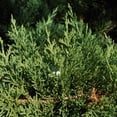 thumbnail image 1 of Parson's Juniper - Juniperus squamata expansa 'Parsonii', 1 of 6