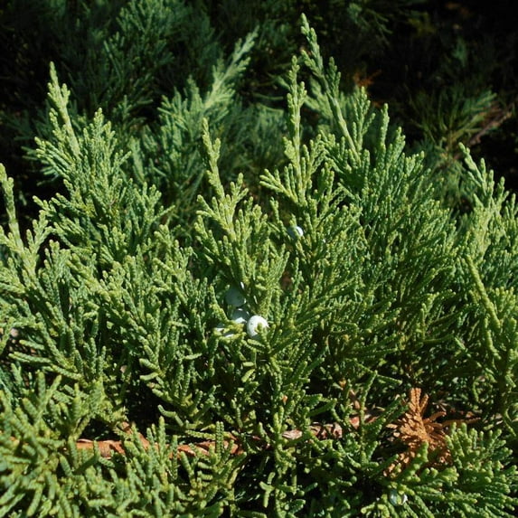 Parson's Juniper - Juniperus squamata expansa 'Parsonii'