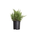 thumbnail image 1 of Expert Gardener Parsoni Juniper (2.5 Quart) Low-growing Juniper Shrub with Blue-Green Foliage, 1 of 4