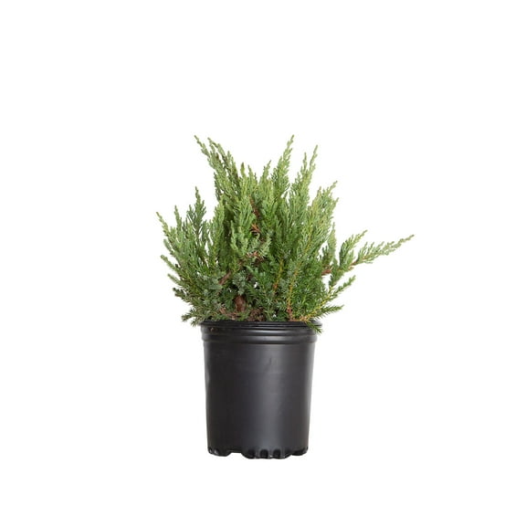 Expert Gardener Parsoni Juniper (2.5 Quart) Low-growing Juniper Shrub with Blue-Green Foliage
