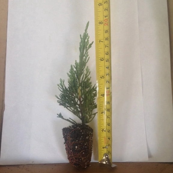 Parsoni Juniper Live Starter Plant (1 Plant) – Less Than 12 Inches Tall