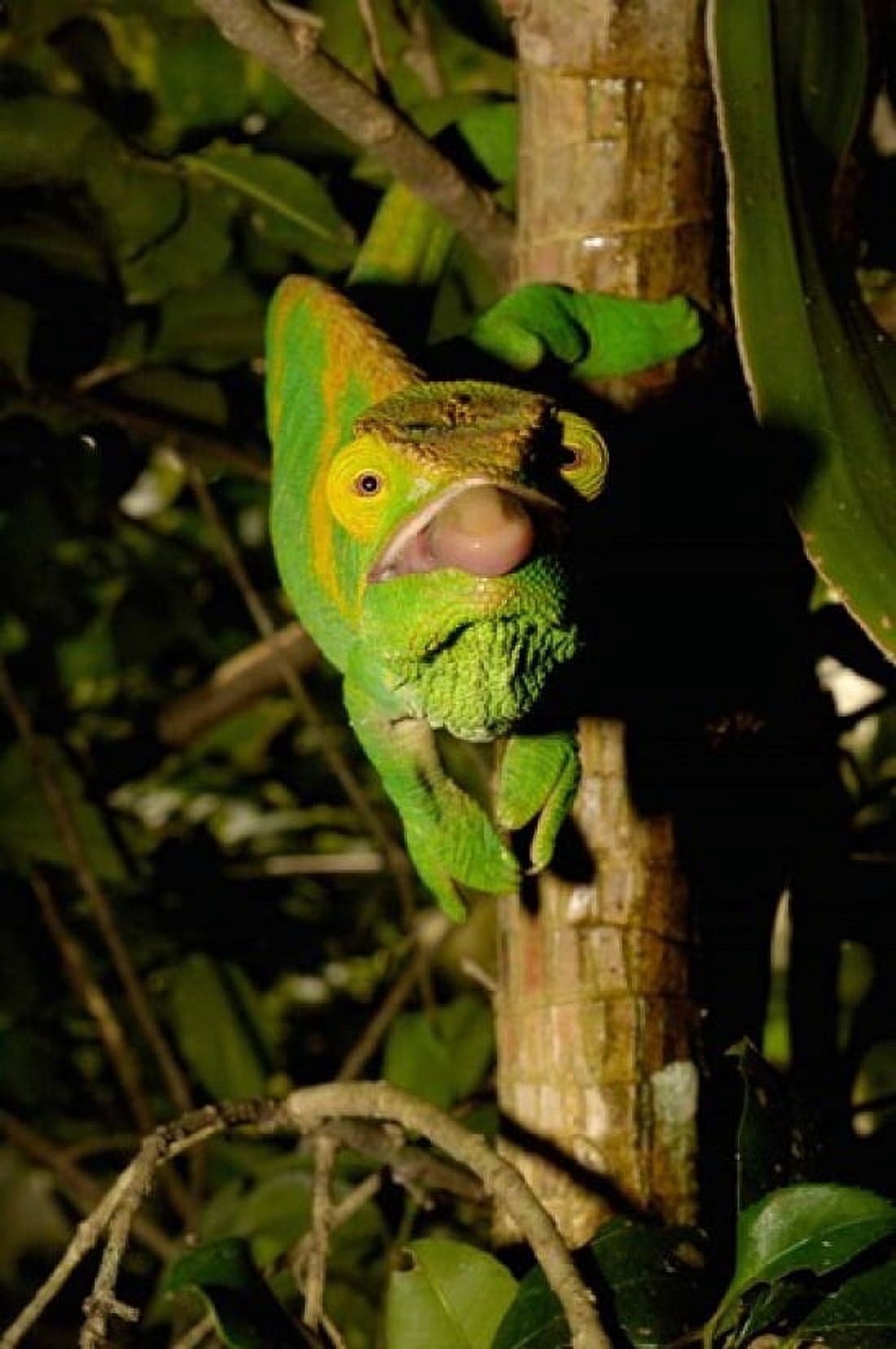 Parsons chameleon lizard Ranomafana NP Madagascar Canvas Art - Pete Oxford DanitaDelimont (25 x 38)