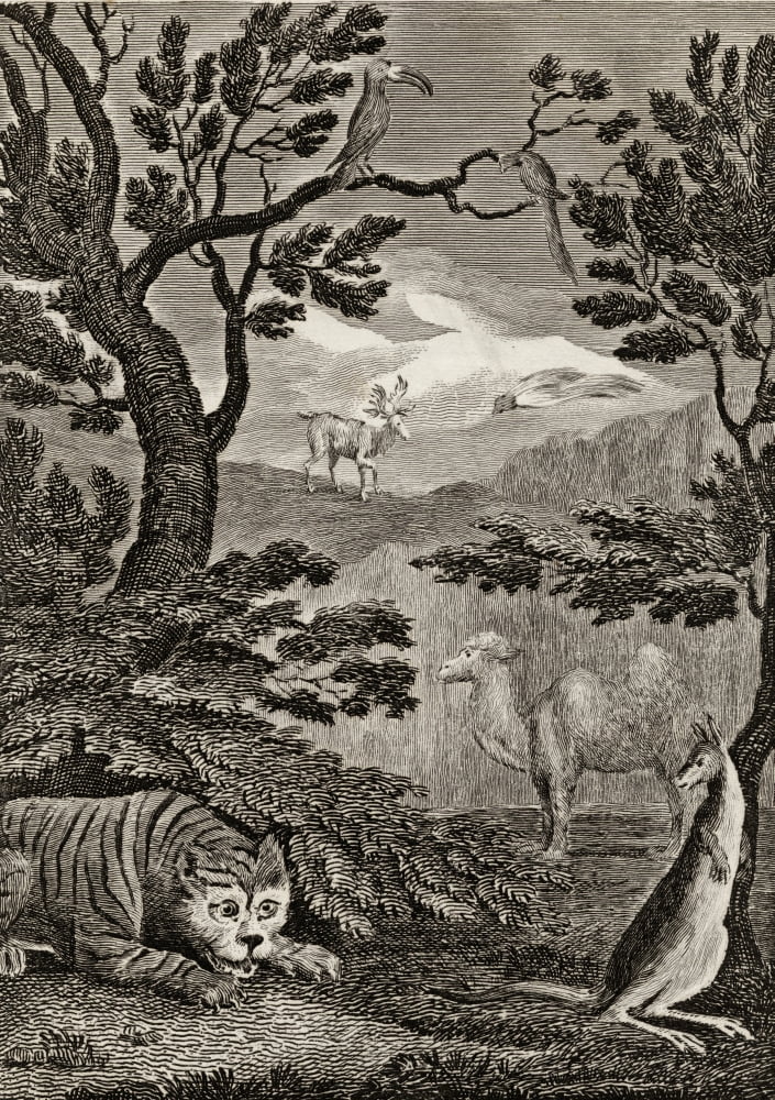 Part Of The Natural History Of Asia 18Th Century Print Engraved By Wallis After WMCraig Canvas Art - Ken Welsh Design Pics (12 x 18)