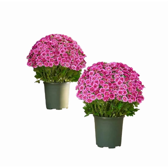 Partheme 5PCS Artificial Outdoor Sunset Mums Flowers UV Weather Resistant Funsdecor Realistic Fake Flower Plants Faux Fall Silk Mums Look Real Outside Yard Decor Fall Florals Porch Decorations,E