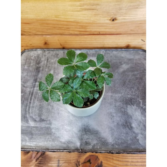 Parthenocissus Sugar Vine, 2" Plant, The Plant Farm