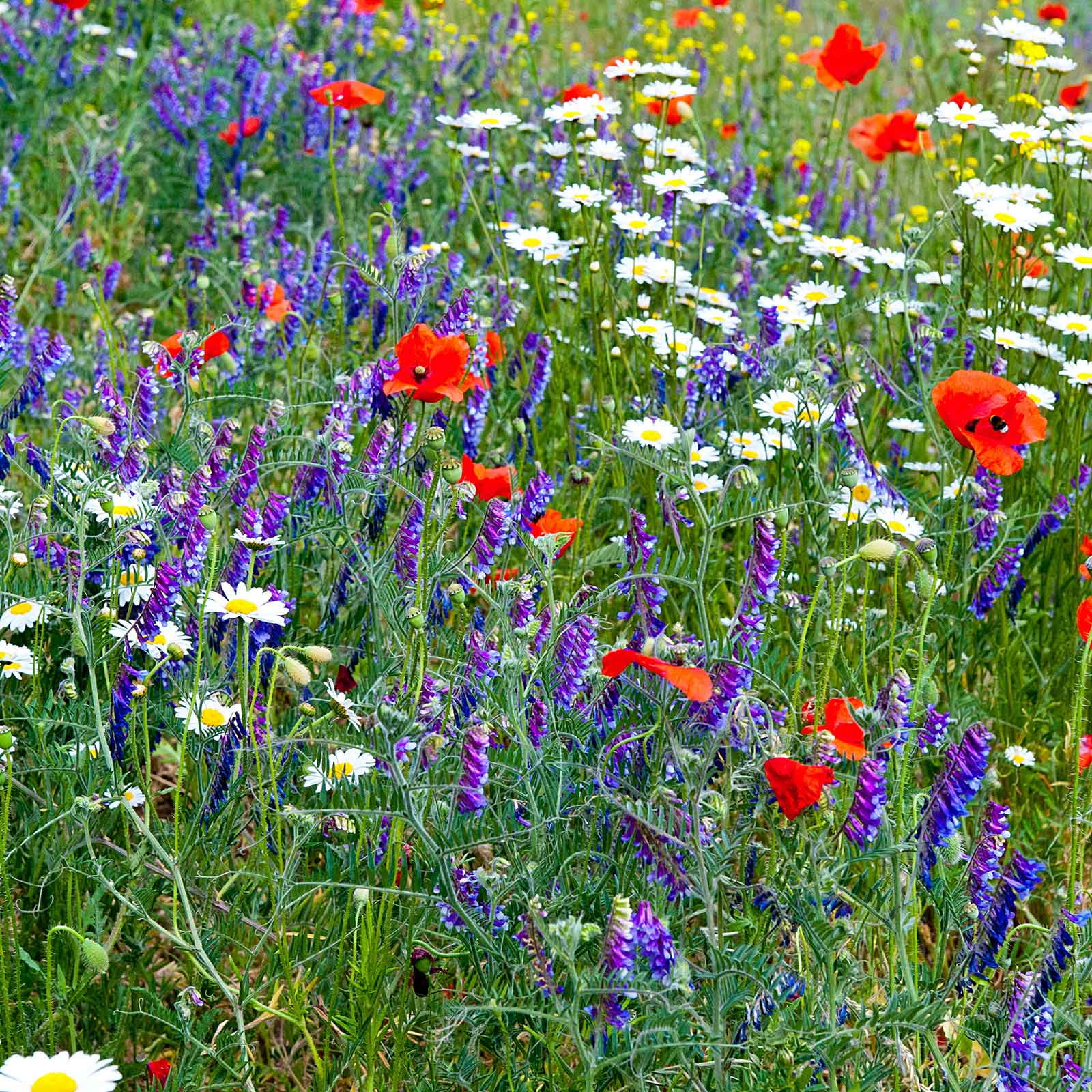 カシニョール 、【BUNCH OF FLOWERS IN MEADOW】 Mountain Valley Seed- Partial Shade Wild Flower Mix, 4g