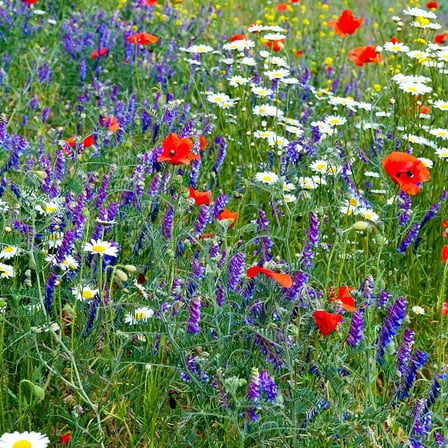 Partial Shade Wild Flower Garden Mix - 4 g Packet ~4600 Seeds - Mixture of Wildflower Seeds: Purple Coneflower, Baby's Breath, Columbines, Daisys, More