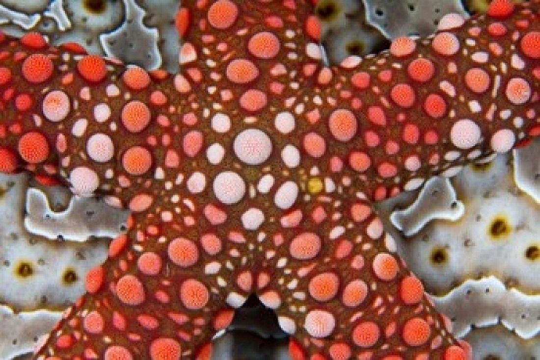 Partial view of colorful sea star over a sea cucumber Raja Ampat Indonesia Canvas Art - Jaynes Gallery DanitaDelimont (36 x 24)