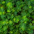 thumbnail image 1 of Partridge Pea Seeds Drought Tolerant Wild Flower & Forage Seed - 5 LB, 1 of 5