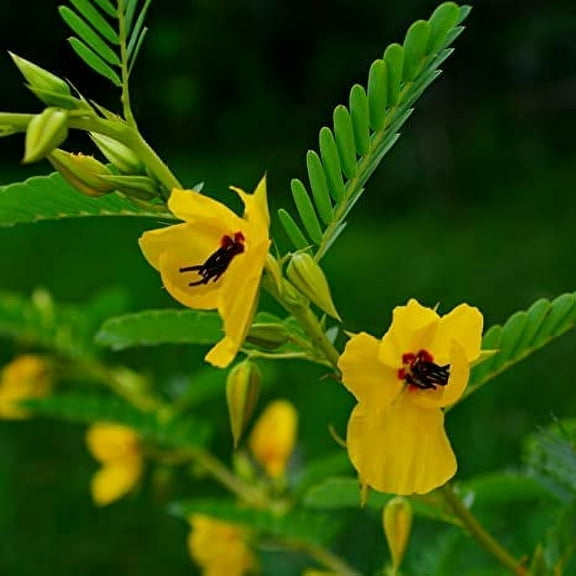 Partridge Pea Seeds for Planting - 50 Seeds - Heirloom & Open-Pollinated Variety, Attracts Bees, Non-GMO Pollinator-Friendly Native Wildflower Seeds for Planting Outdoors in The Home Garden