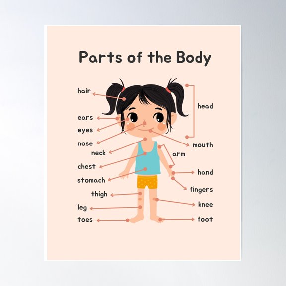 Parts Of The Body Educational Poster Poster Wall Art, Modern Wall Decor For Living Room Bedroom, 8x12 UNFRAMED
