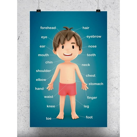 Smartprints Shutterstock Parts of The Body 17" x 25.5" Poster