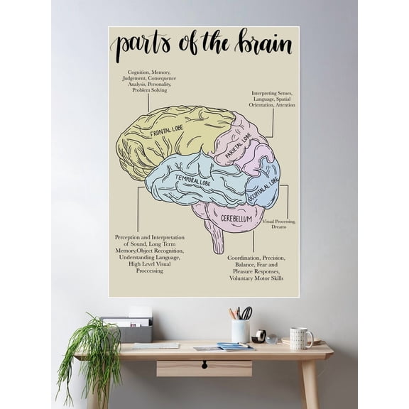 Parts Of The Brain Psychology Poster Wall Art, Modern Wall Decor For Living Room Bedroom, 8x12 UNFRAMED