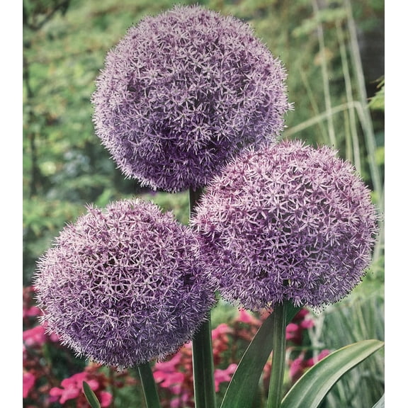 Party Balloons Flowering Onion Allium 1 Bulb - 18/20 cm - New