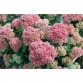 thumbnail image 1 of Party Hardy Pool Party Stonecrop Perennial - Sedum - Live Plant - Quart Pot, 1 of 2