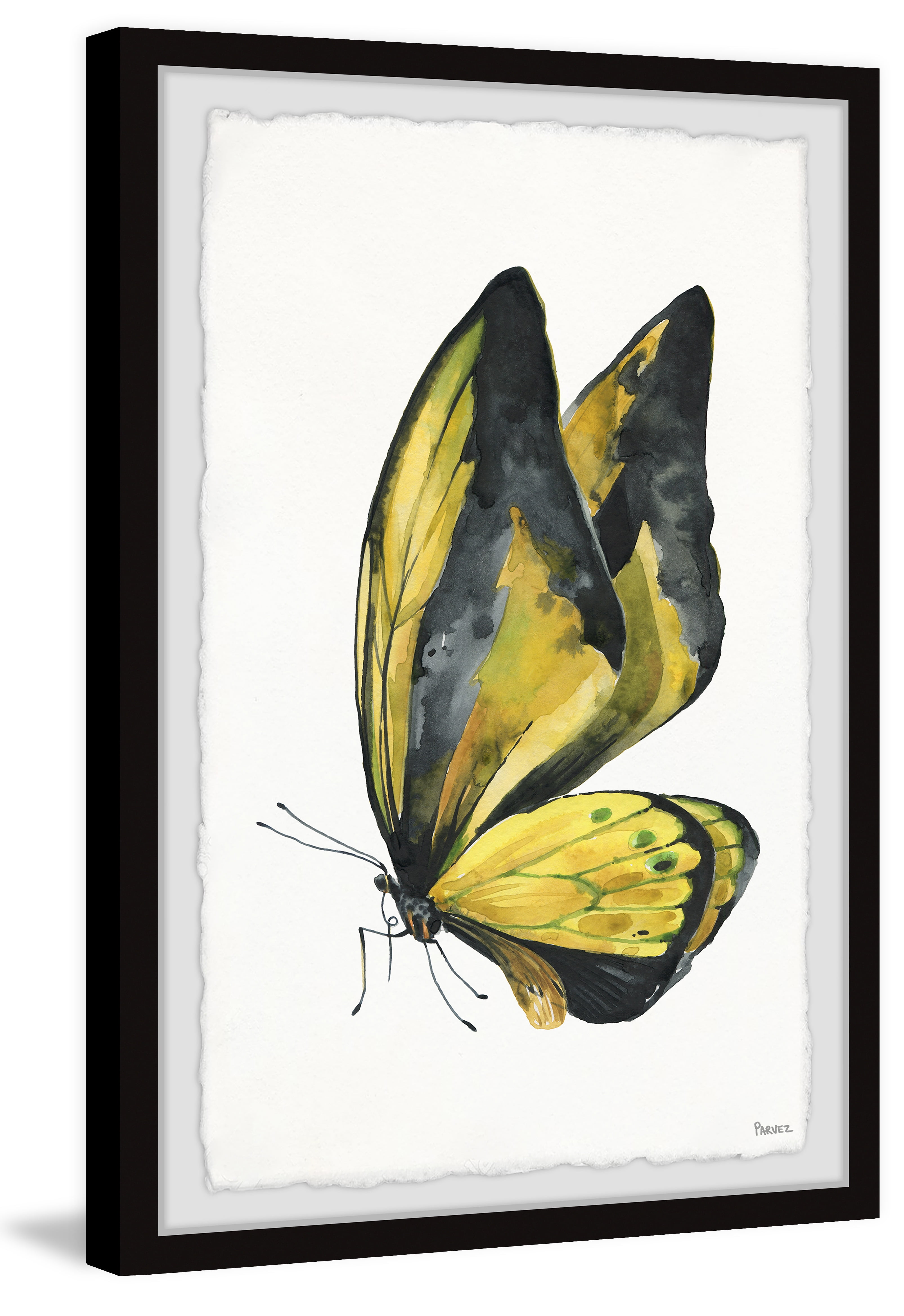 Parvez Taj "Black and Yellow Mariposa" Framed Painting Print