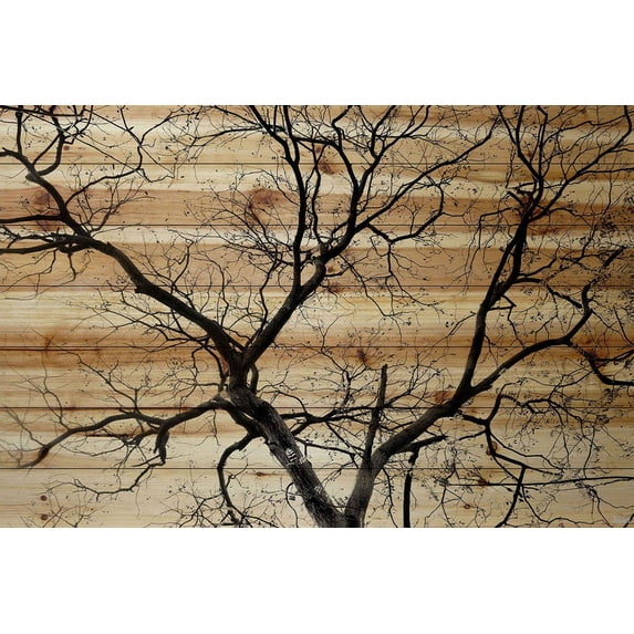 Parvez Taj Branching Out III Pinewood Wall Art, 12" x 18"