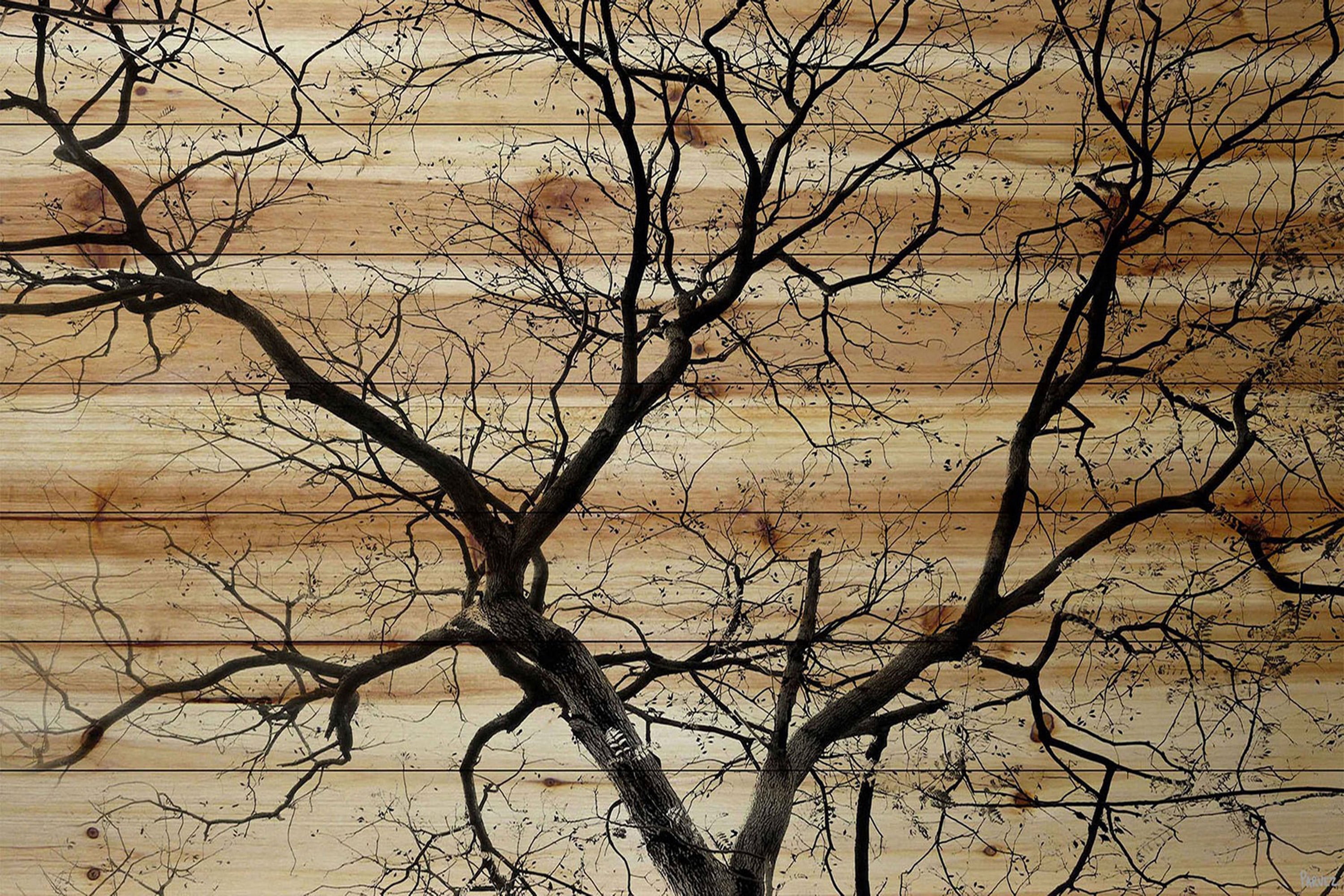 Parvez Taj Branching Out III Pinewood Wall Art, 20" x 30"