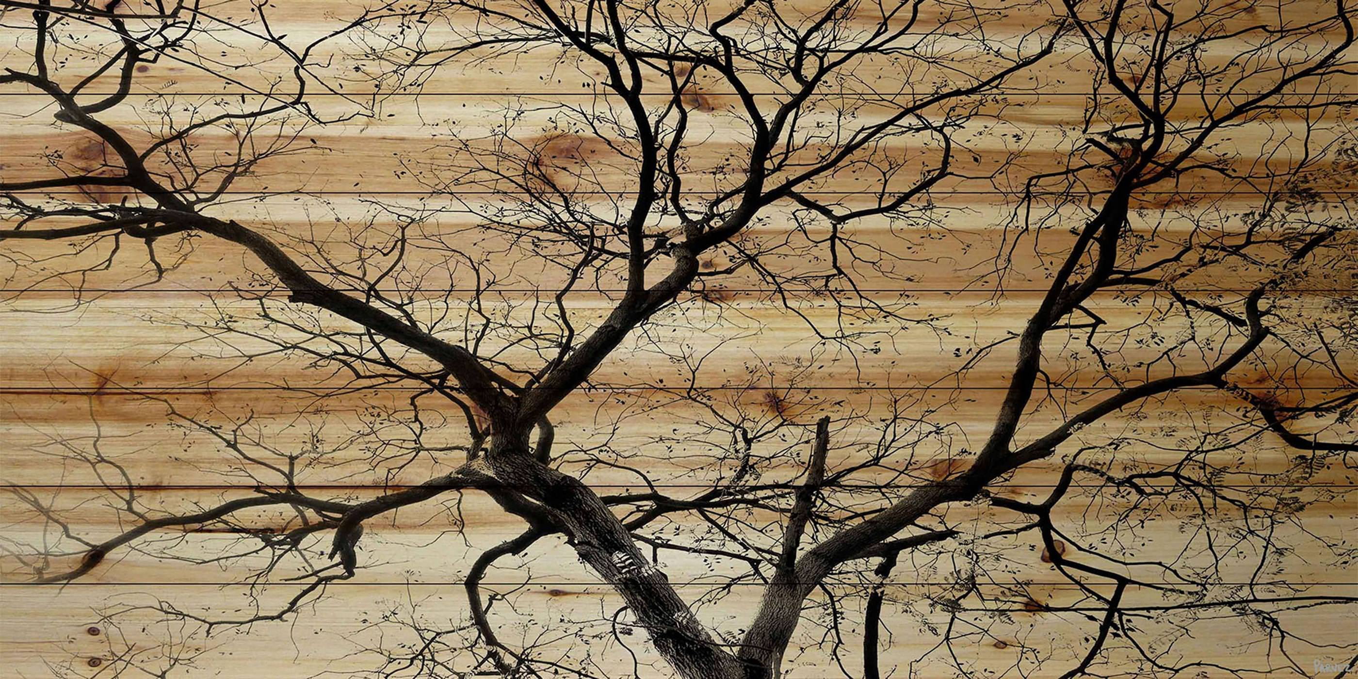 Parvez Taj Branching Out Pinewood Wall Art