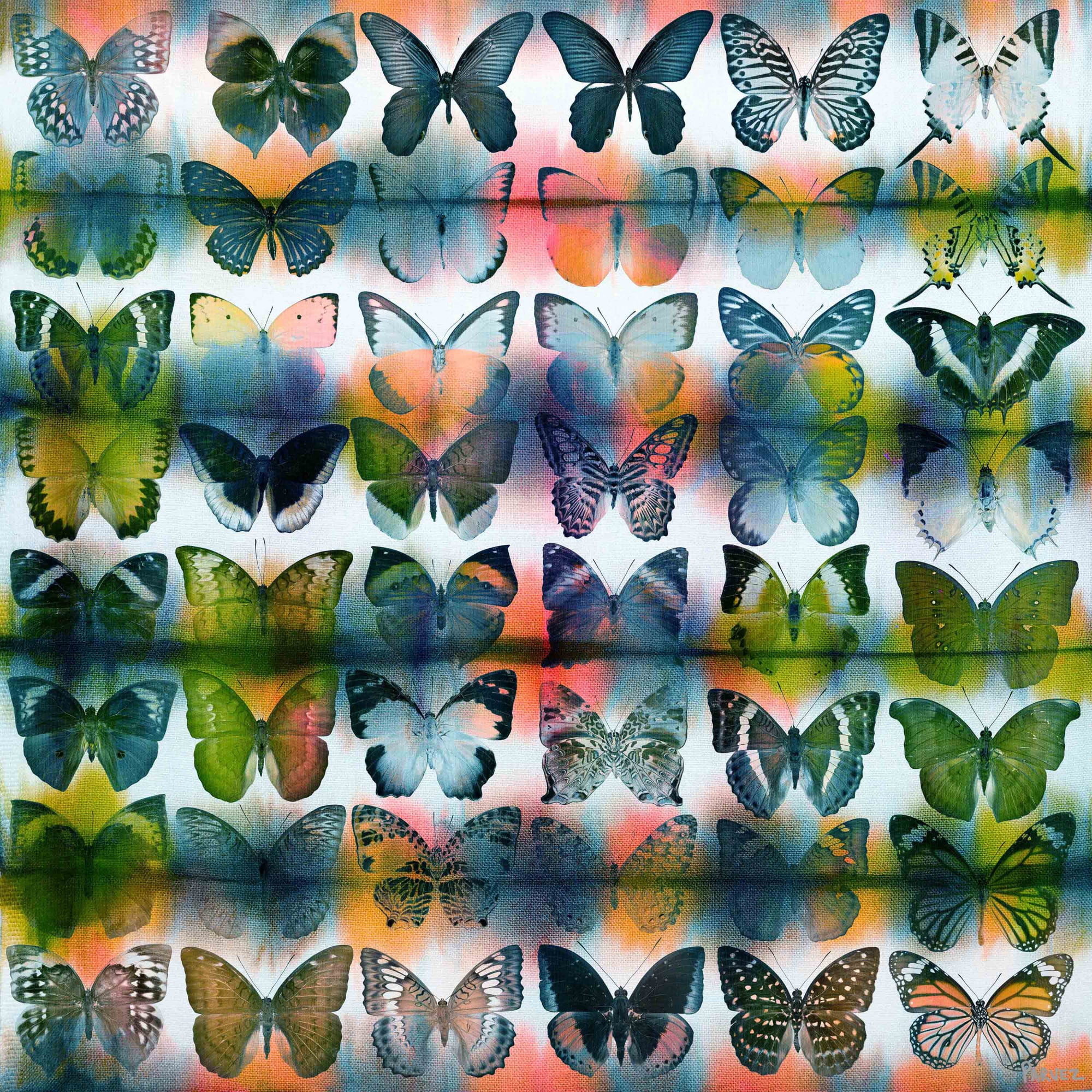 Parvez Taj Butterflies Squared Art Print on Premium Canvas