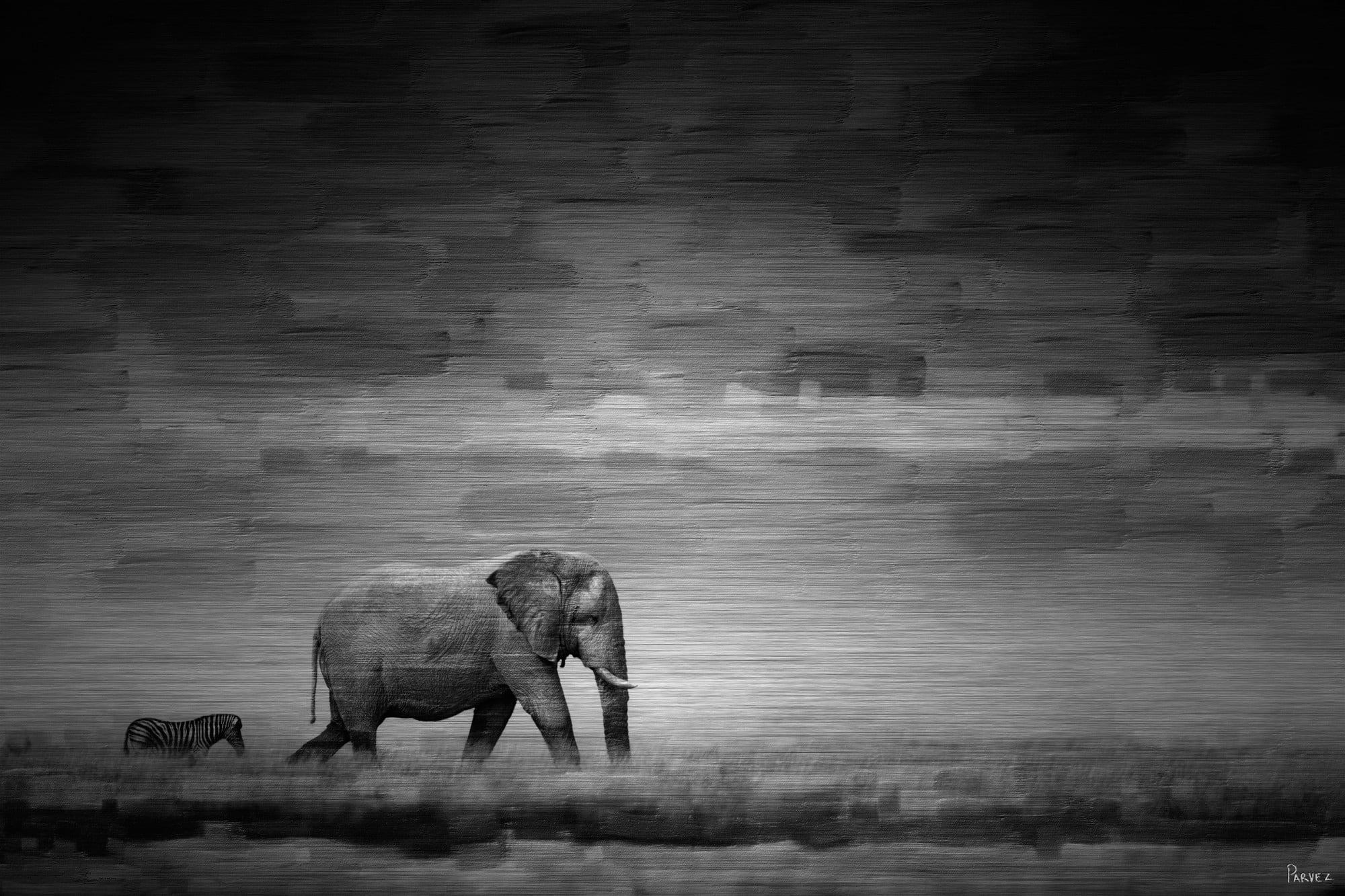Parvez Taj Elephant Art Print on Brushed Aluminum