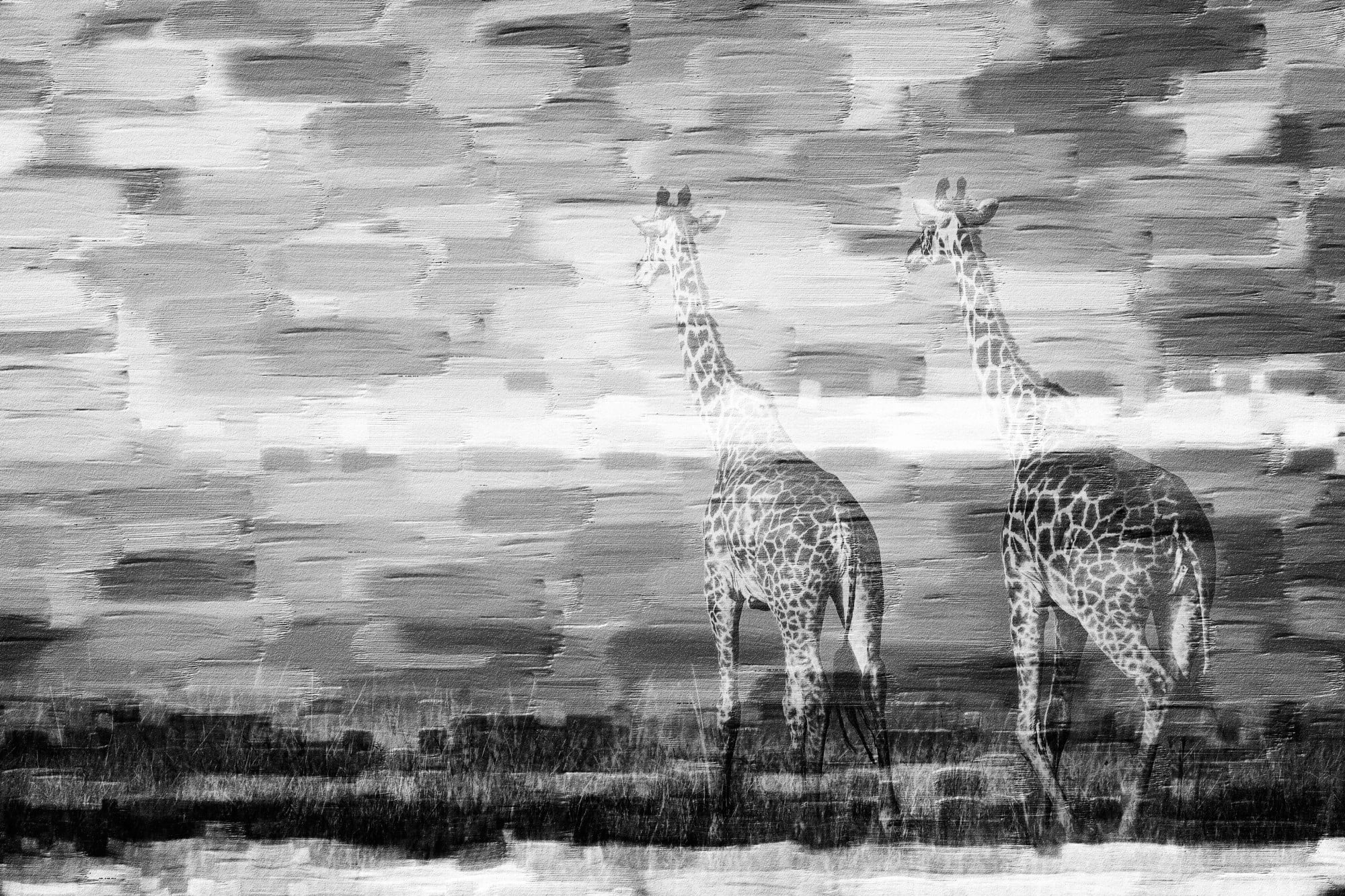 Parvez Taj "Giraffes" Print on Canvas