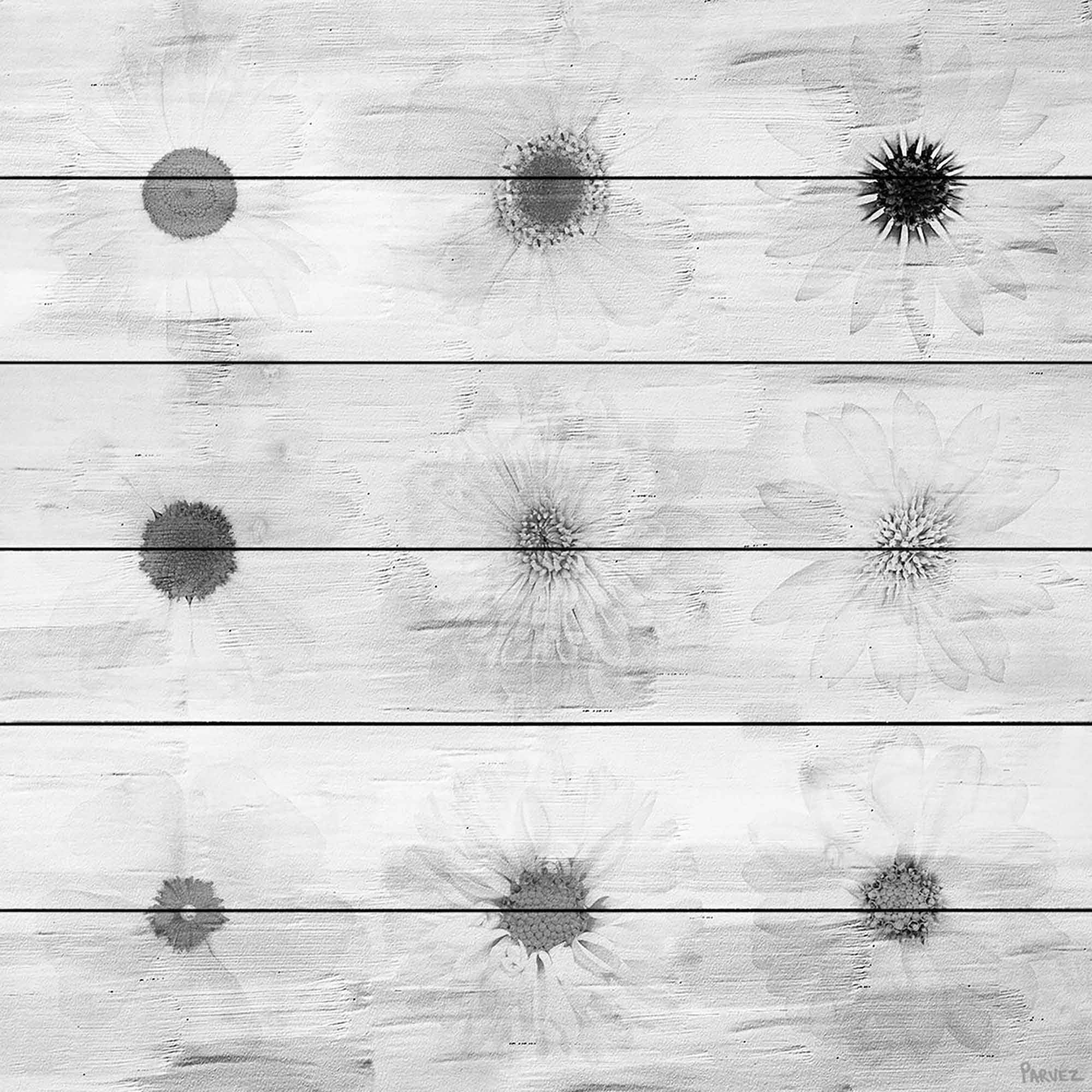 Parvez Taj Grey Flowers Art Print on White Pine Wood