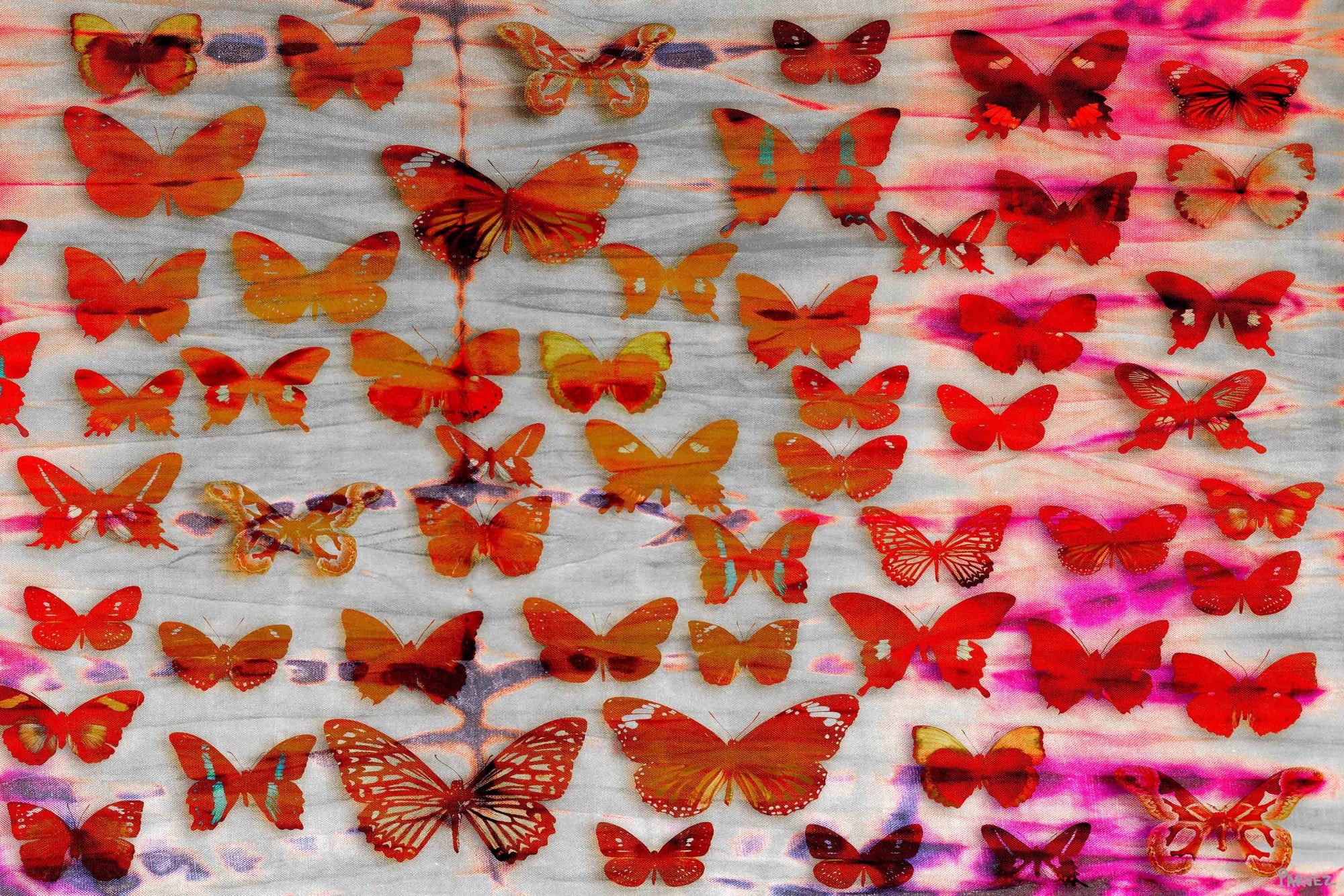 Parvez Taj Moths Art Print on Premium Canvas