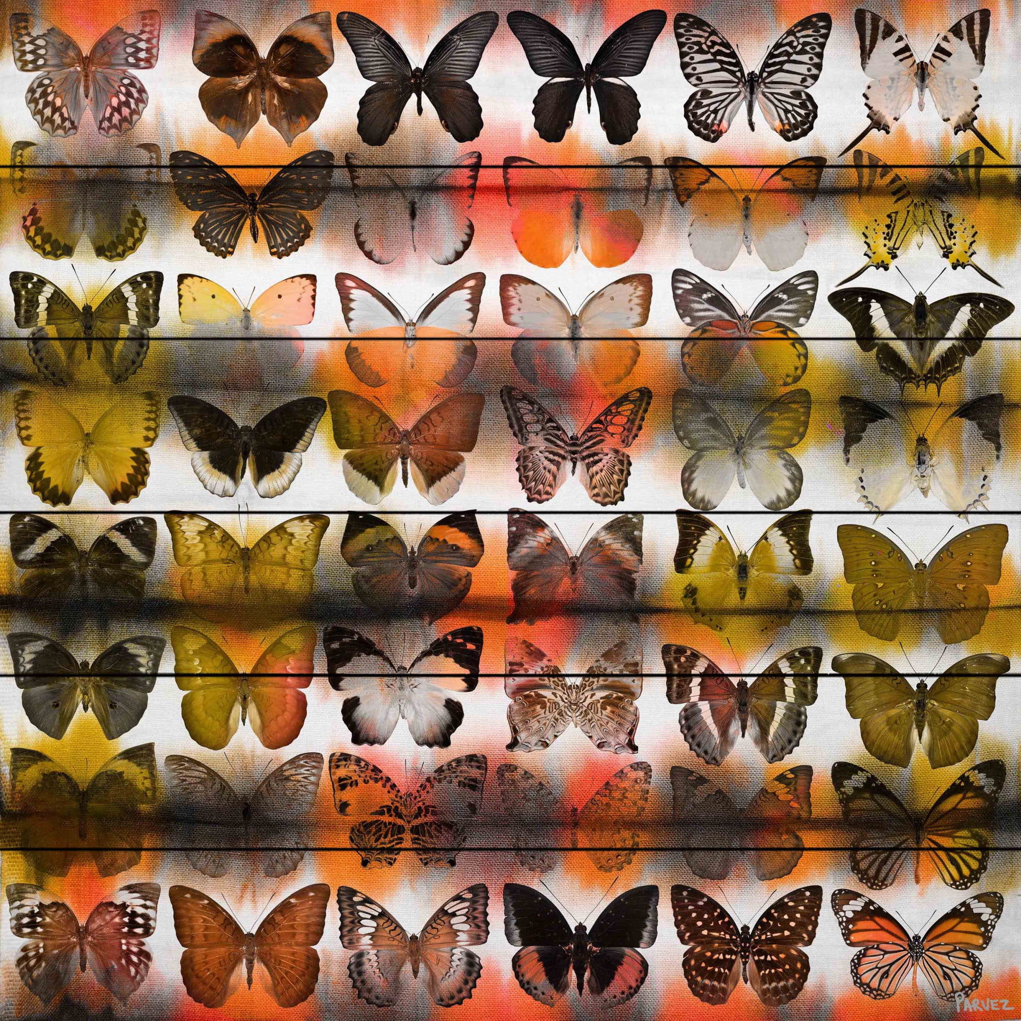 Parvez Taj Moths in Rows Art Print on White Pine Wood