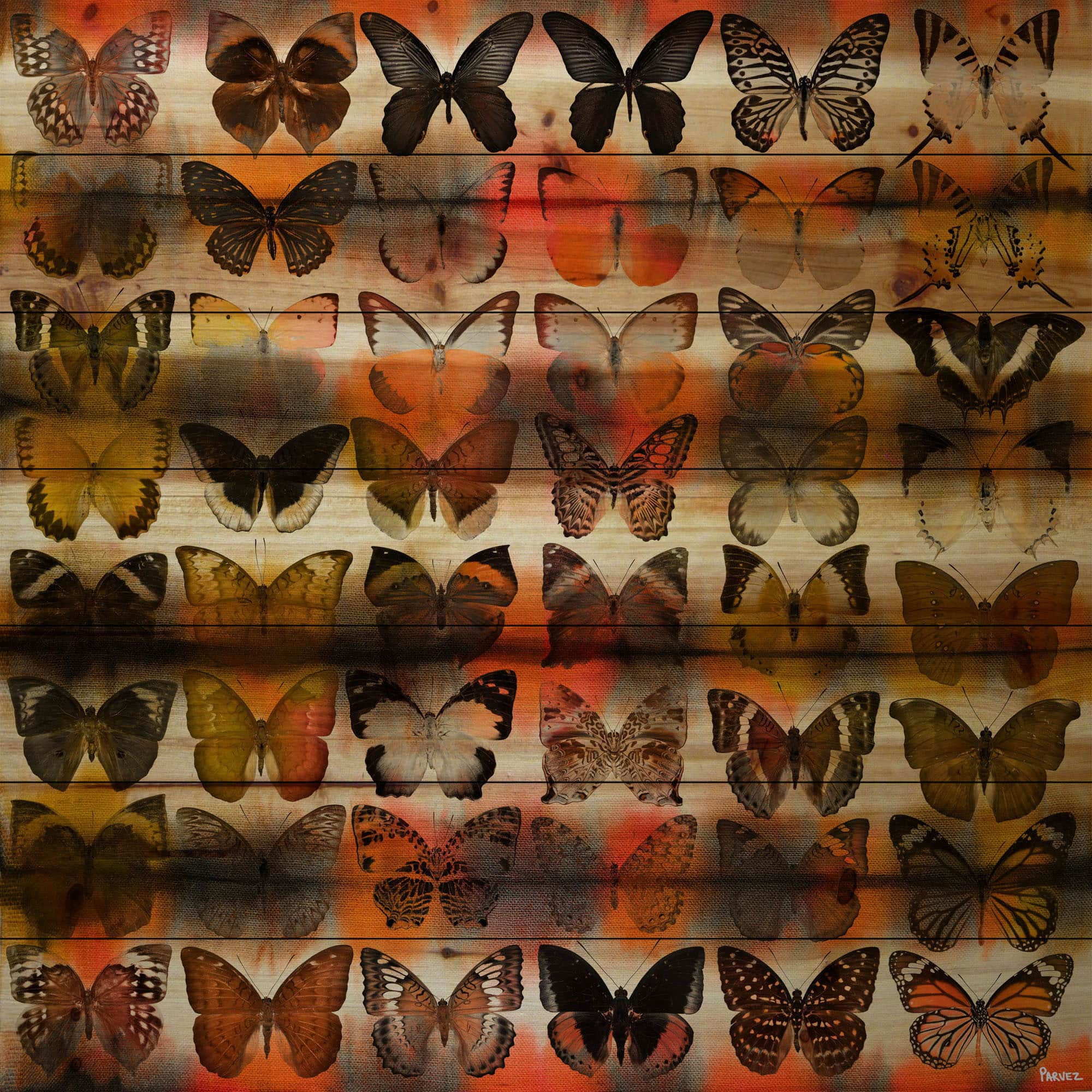 Parvez Taj Moths in Rows Pinewood Wall Art, 32" x 32"