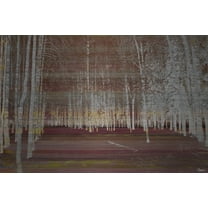 Parvez Taj Night Birch Art Print on Brushed Aluminum