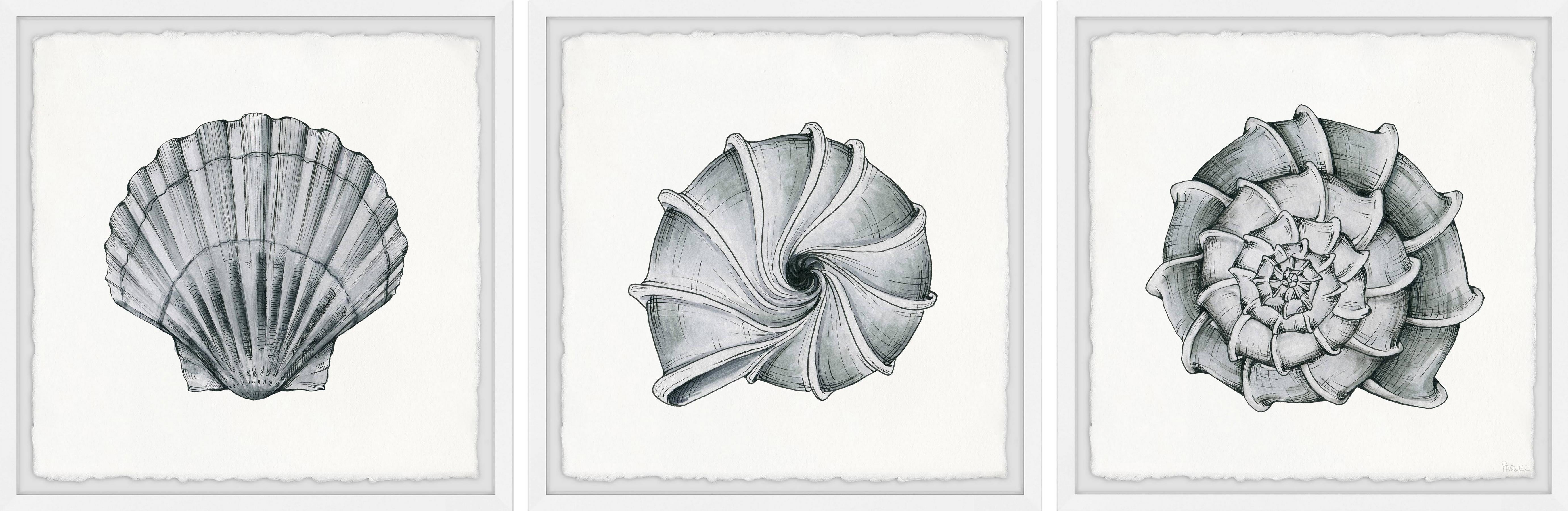 Pretty Shells Triptych C - 12X12