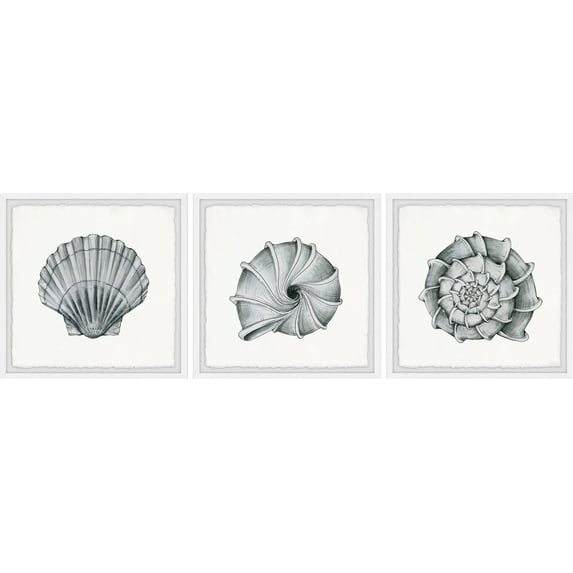 Parvez Taj Pretty Shells Triptych