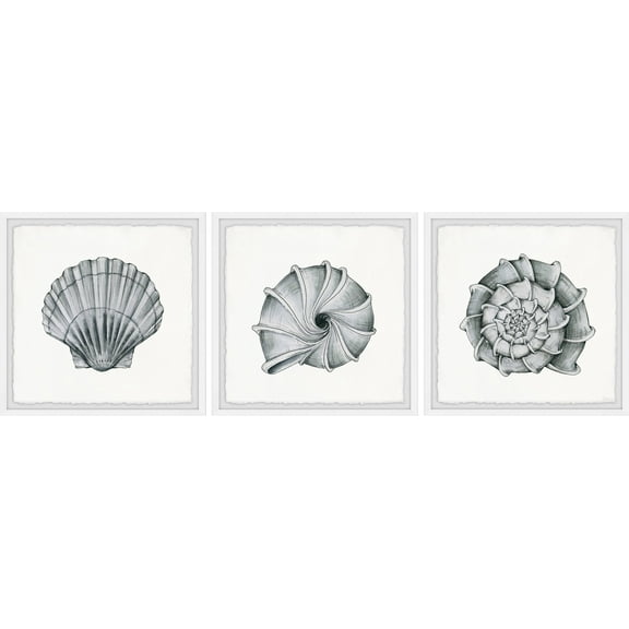Parvez Taj Pretty Shells Triptych