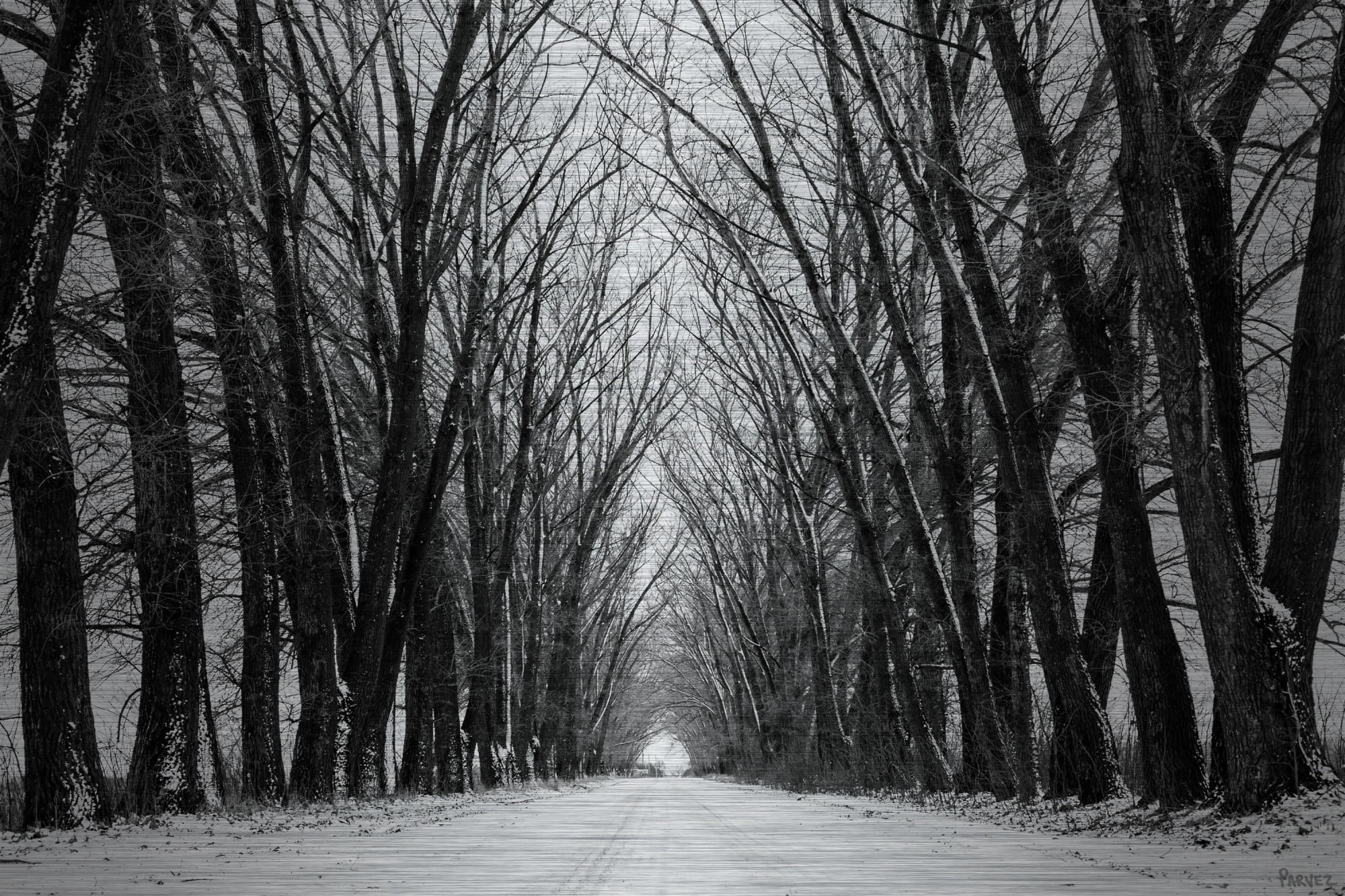 Parvez Taj "Rows of Trees" Painting Print on Brushed Aluminum