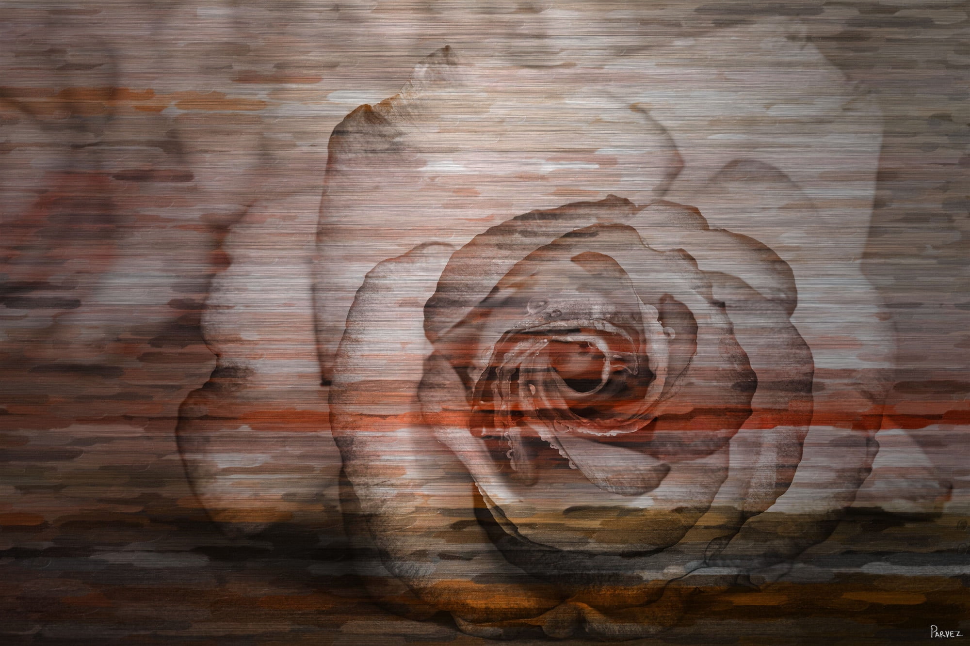 Parvez Taj Sleeping Rose Art Print on Brushed Aluminum